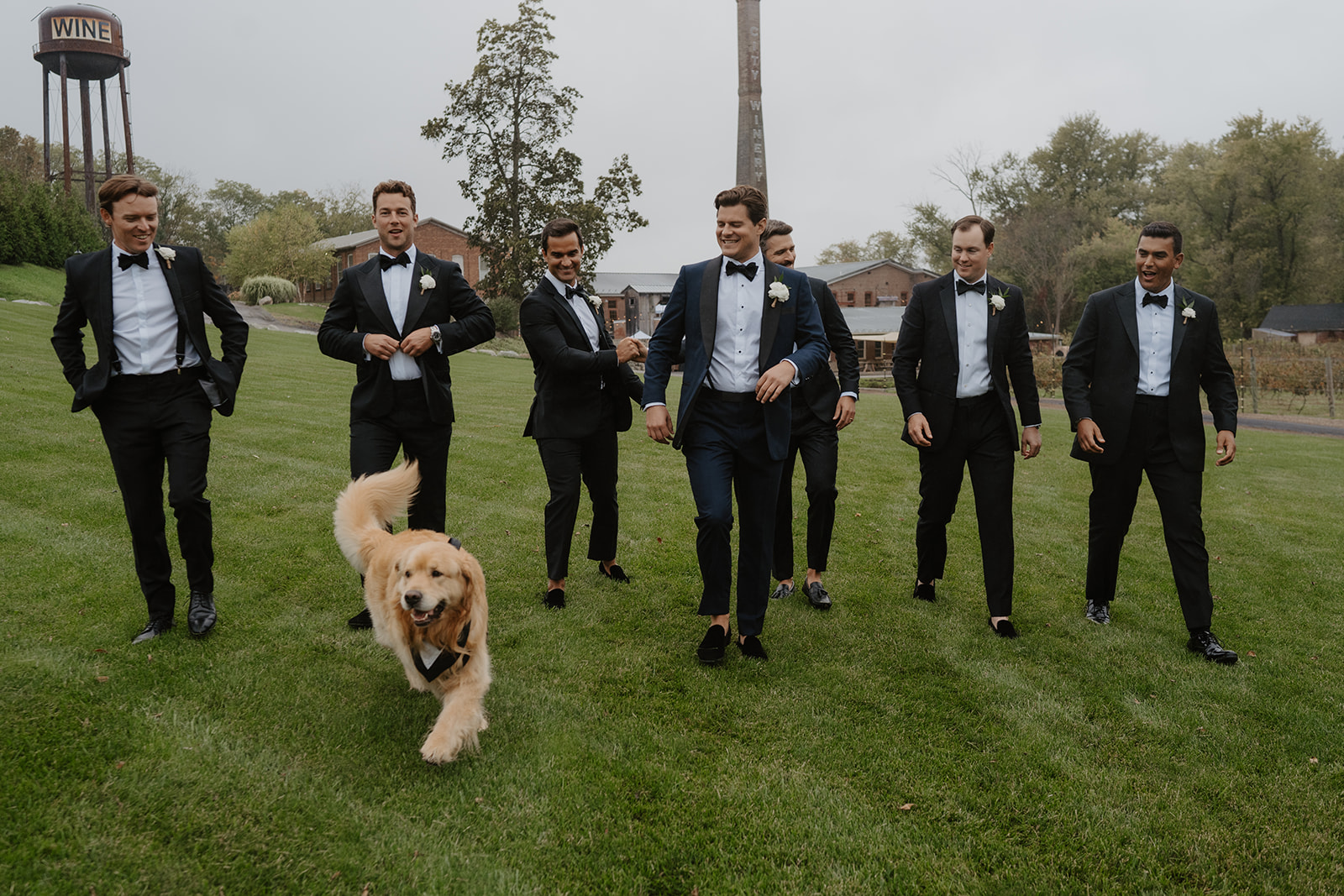 Groom and groomsmen walk across the lawn as their golden retriever happily trots in front.